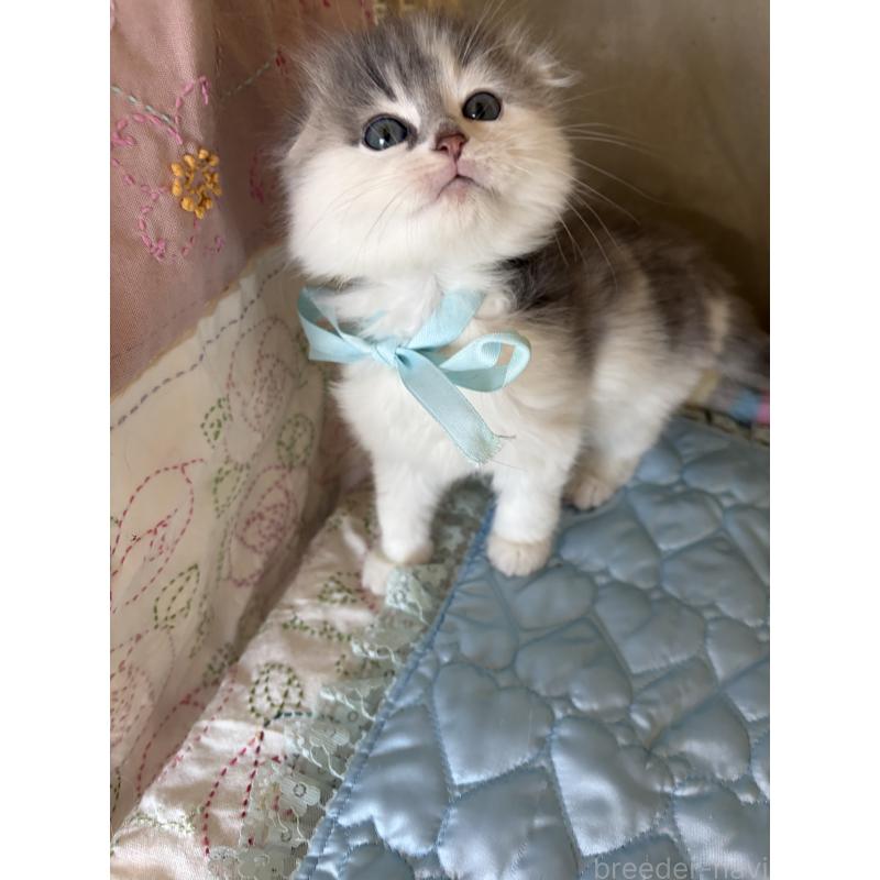 販売中の神奈川県のスコティッシュフォールド(折れ耳)-134202の4枚目