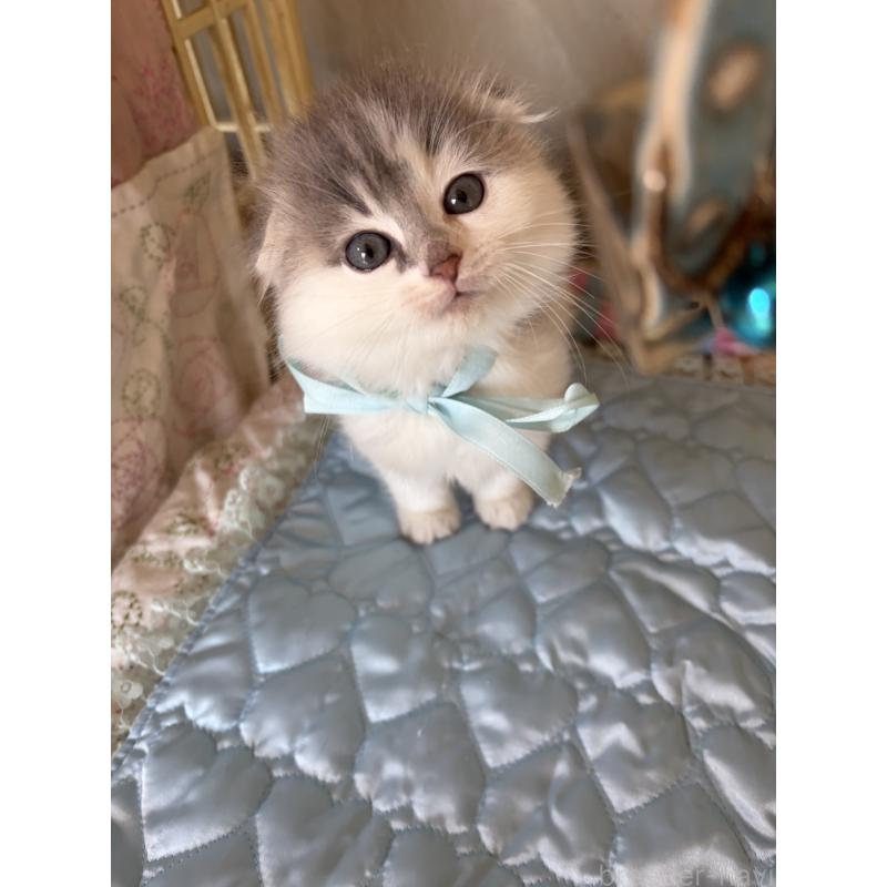 販売中の神奈川県のスコティッシュフォールド(折れ耳)-134202の3枚目