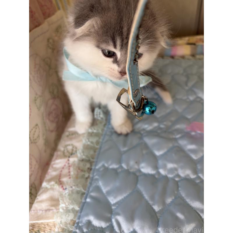 販売中の神奈川県のスコティッシュフォールド(折れ耳)-134202の2枚目