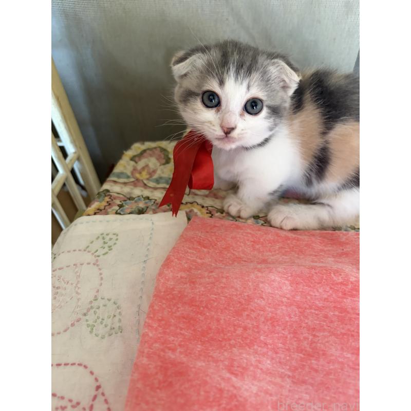 販売中の神奈川県のスコティッシュフォールド(折れ耳)-134203の5枚目