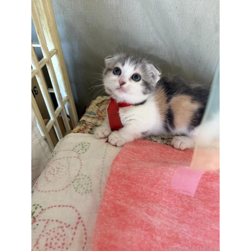 販売中の神奈川県のスコティッシュフォールド(折れ耳)-134203の4枚目