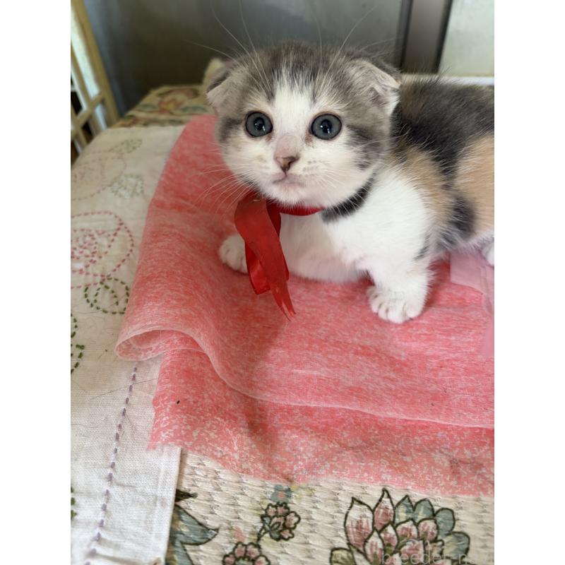 販売中の神奈川県のスコティッシュフォールド(折れ耳)-134203の3枚目