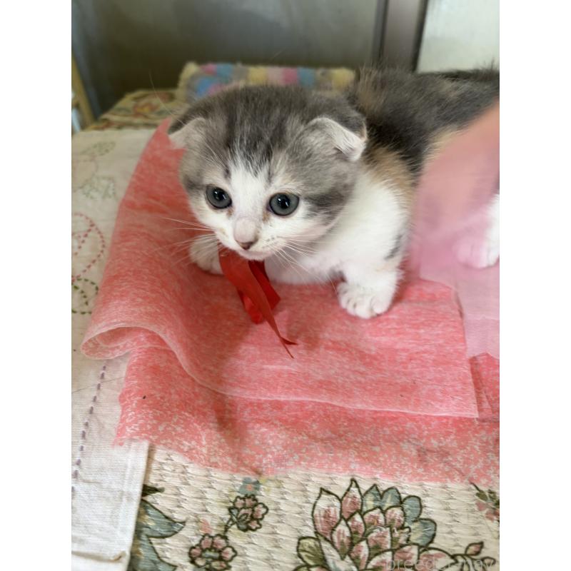 販売中の神奈川県のスコティッシュフォールド(折れ耳)-134203の2枚目