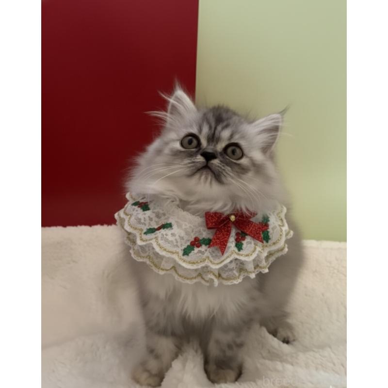 販売中の埼玉県のミヌエット-134204