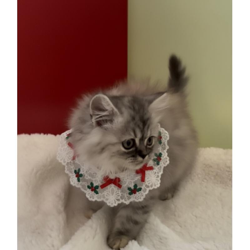 販売中の埼玉県のミヌエット-134204の5枚目