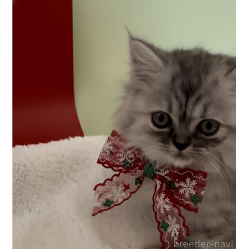 販売中の埼玉県のミヌエット-134204の4枚目