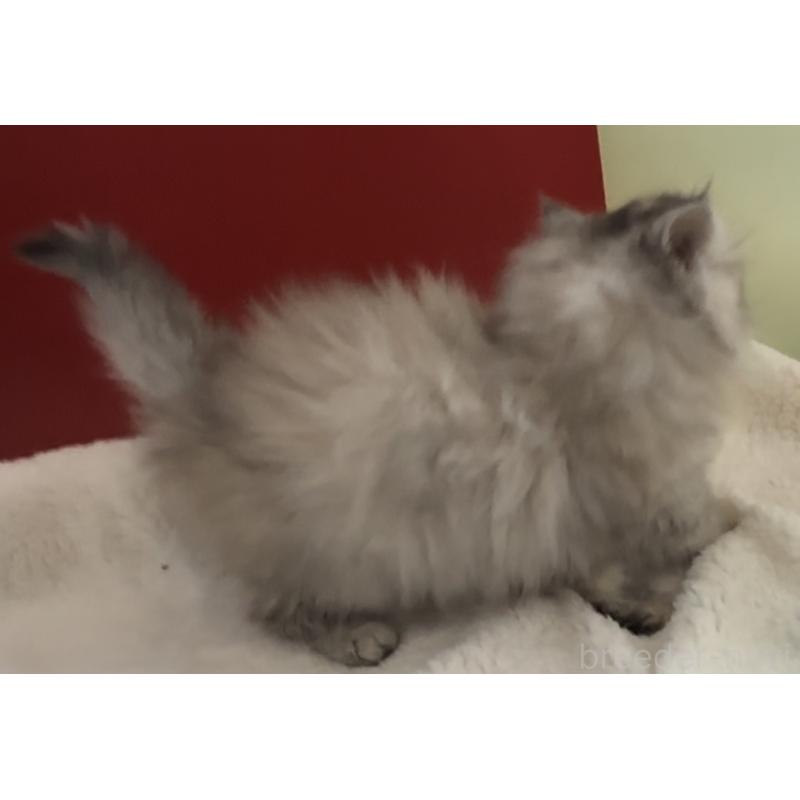 販売中の埼玉県のミヌエット-134204の3枚目