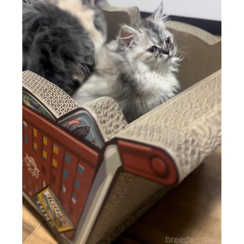 販売中の埼玉県のミヌエット-134204の2枚目