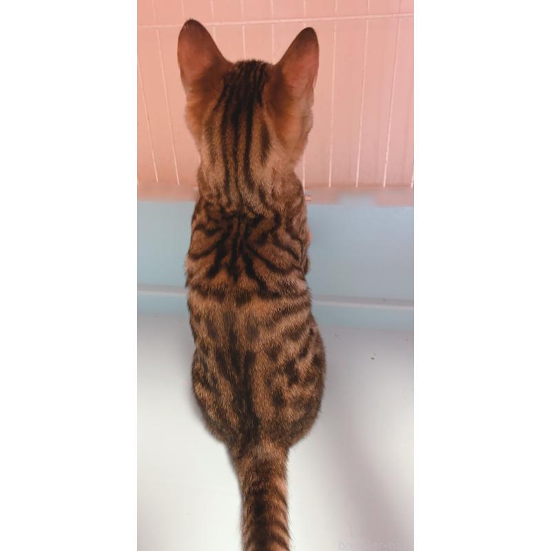 販売中の東京都のベンガル-129474の5枚目