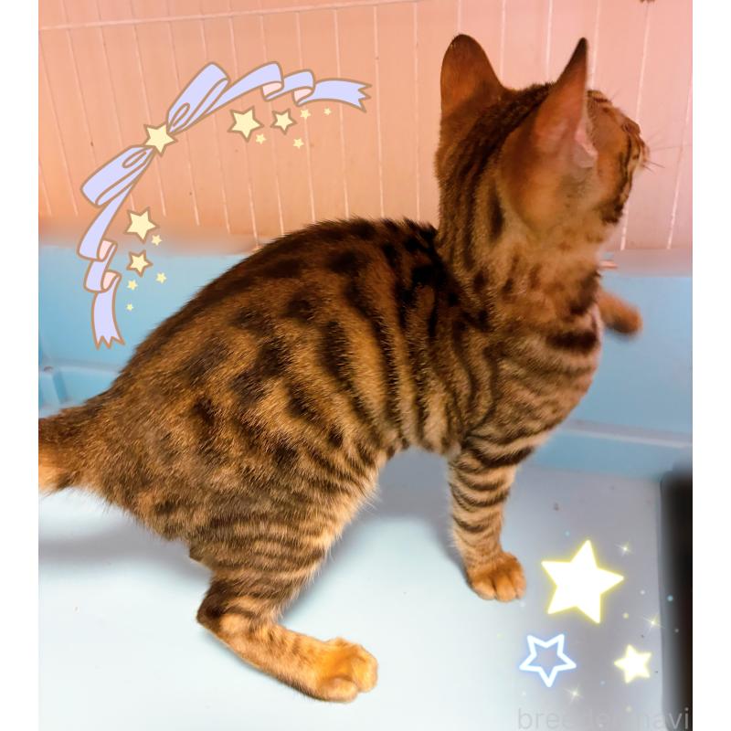 販売中の東京都のベンガル-129474の4枚目