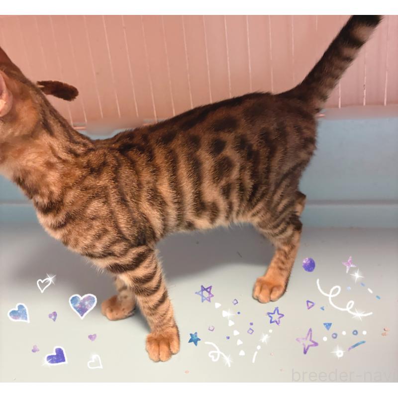 販売中の東京都のベンガル-129474の3枚目