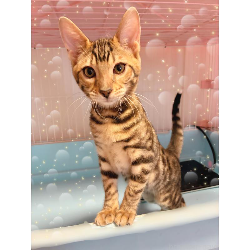 販売中の東京都のベンガル-129474の2枚目