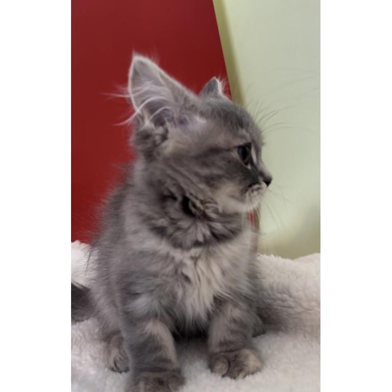 販売中の埼玉県のマンチカン-134206の5枚目