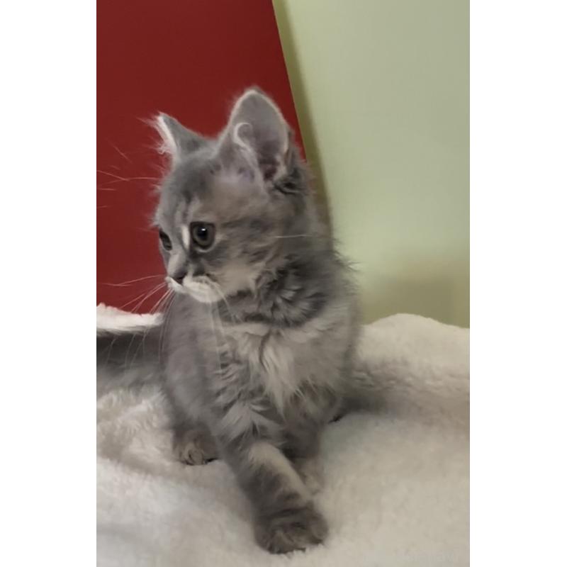 販売中の埼玉県のマンチカン-134206の3枚目