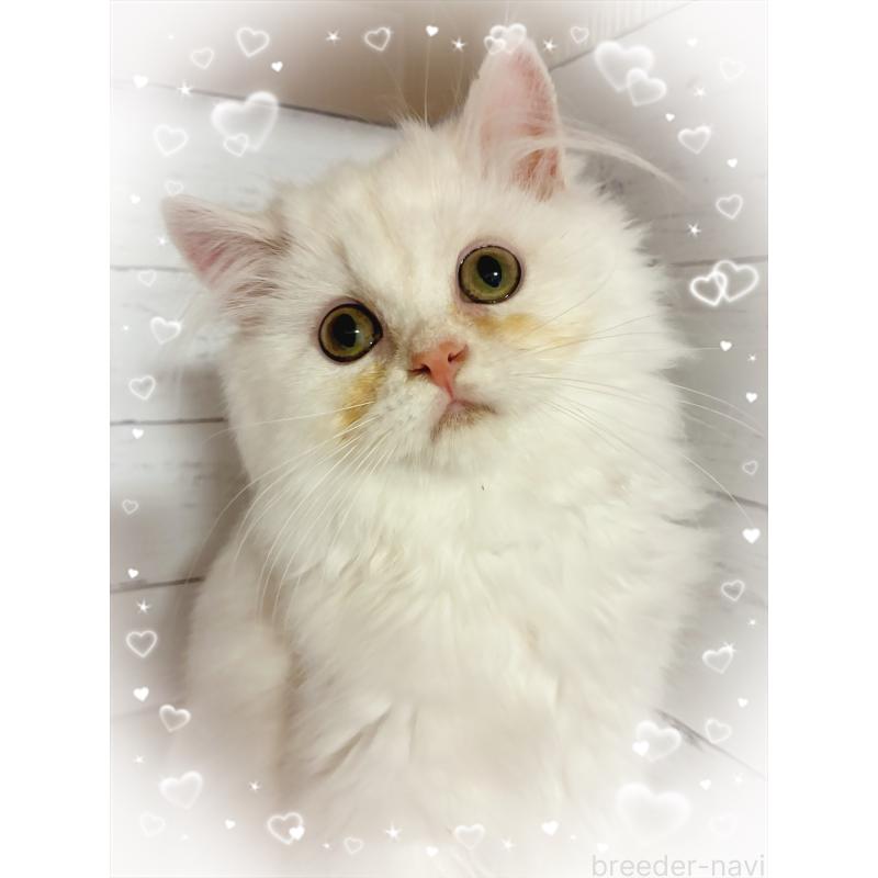 成約済の東京都のミヌエット-128426の5枚目