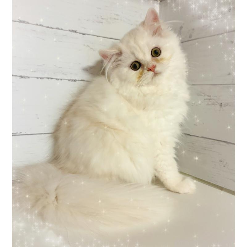 成約済の東京都のミヌエット-128426の4枚目