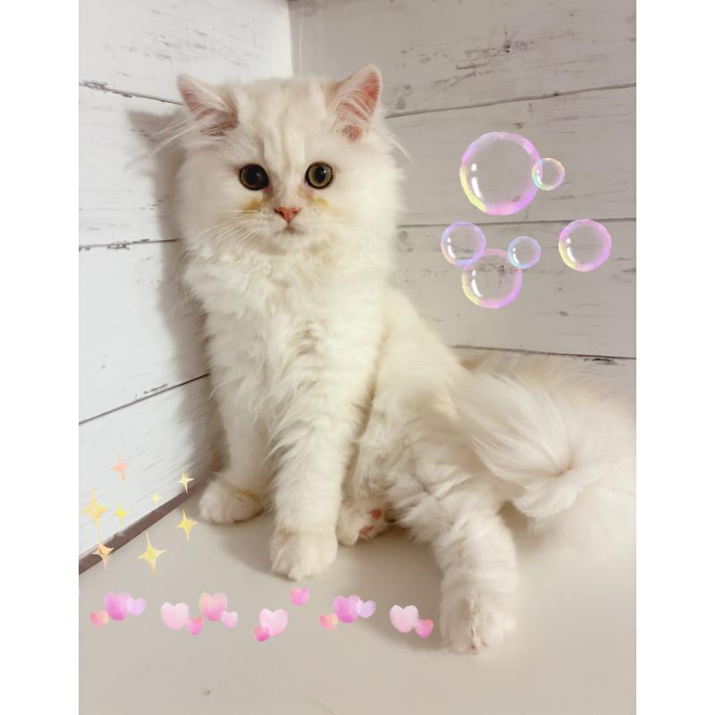 成約済の東京都のミヌエット-128426の2枚目