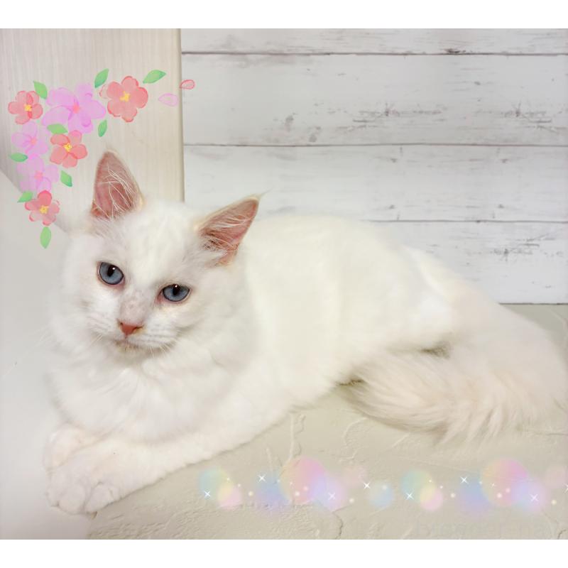 販売中の東京都のラグドール-127789の3枚目