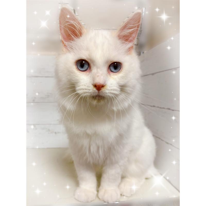 販売中の東京都のラグドール-127789の2枚目