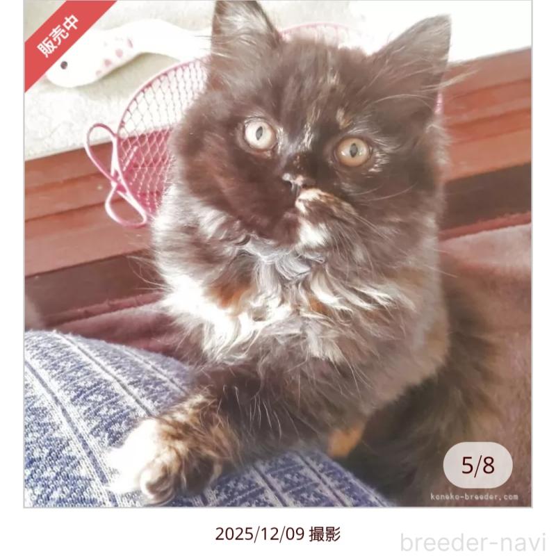 販売中の愛知県のスコティッシュフォールド-130475