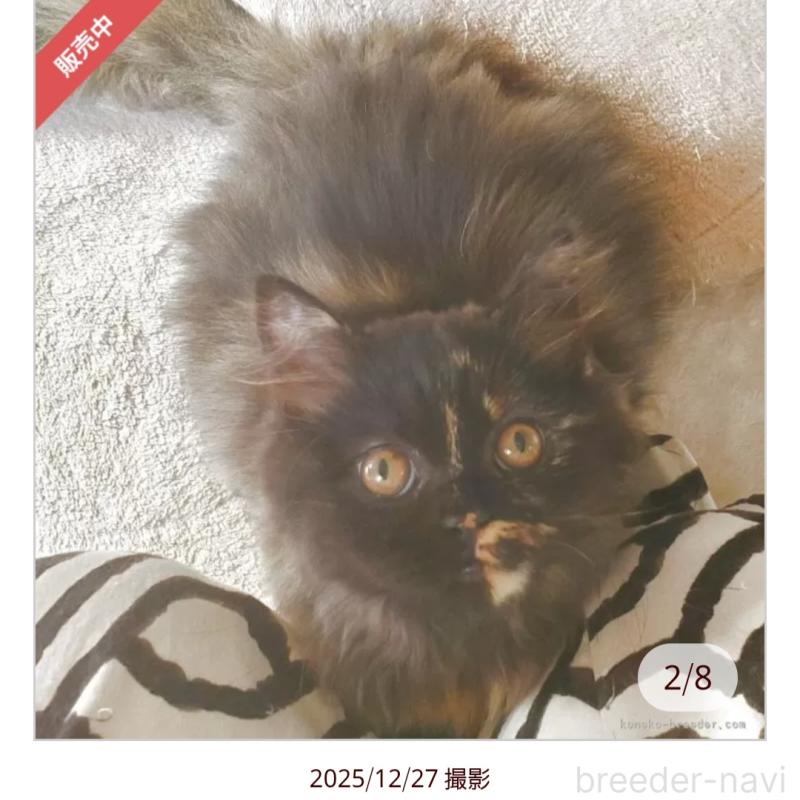 販売中の愛知県のスコティッシュフォールド-130475の3枚目