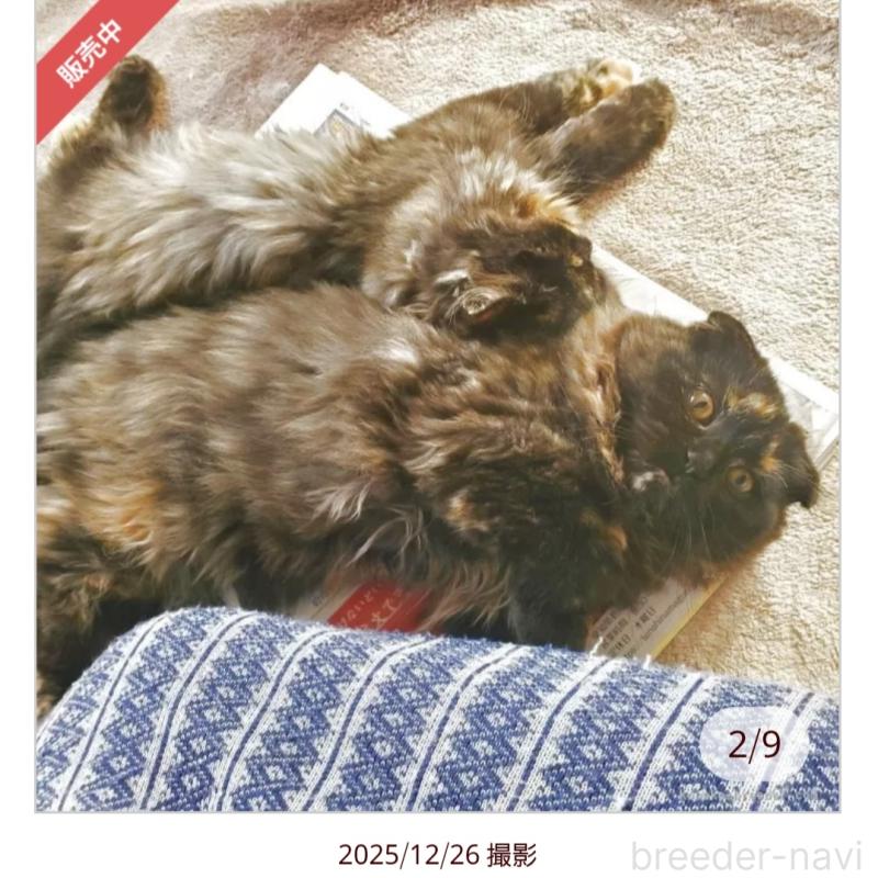 販売中の愛知県のスコティッシュフォールド(折れ耳)-130477