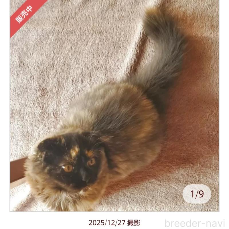 成約済の愛知県のスコティッシュフォールド(折れ耳)-130477の3枚目