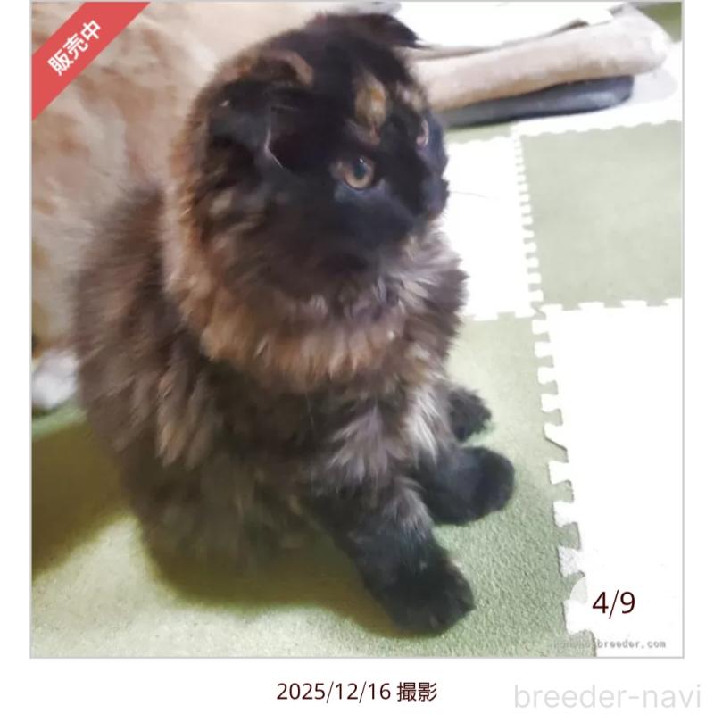 成約済の愛知県のスコティッシュフォールド(折れ耳)-130477の2枚目