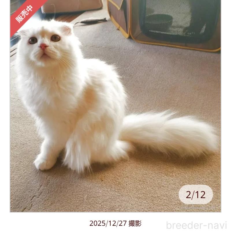 成約済の愛知県のスコティッシュフォールド(折れ耳)-125890の3枚目