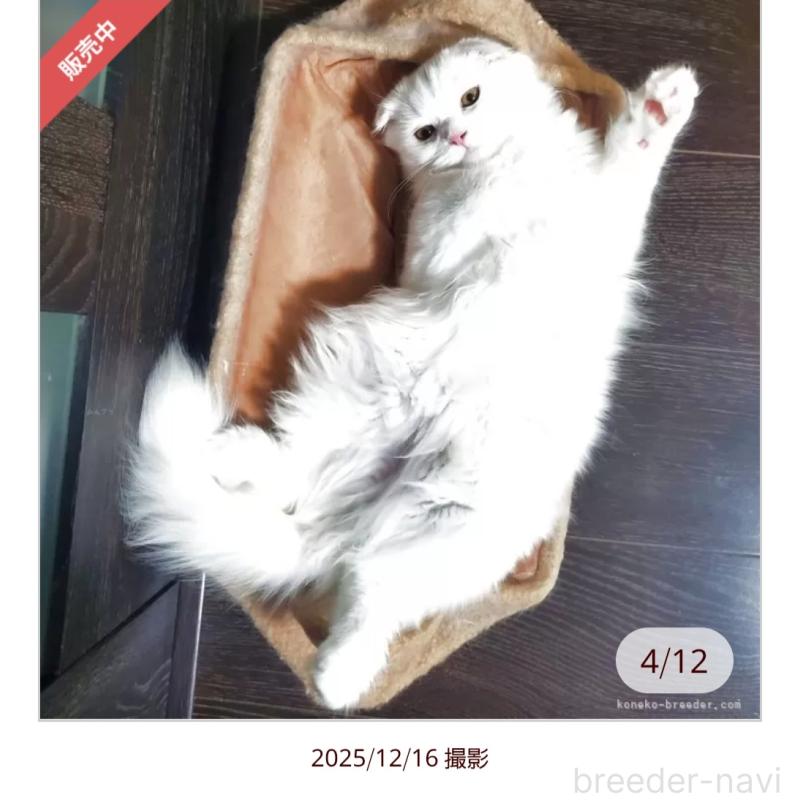 成約済の愛知県のスコティッシュフォールド(折れ耳)-125890の2枚目