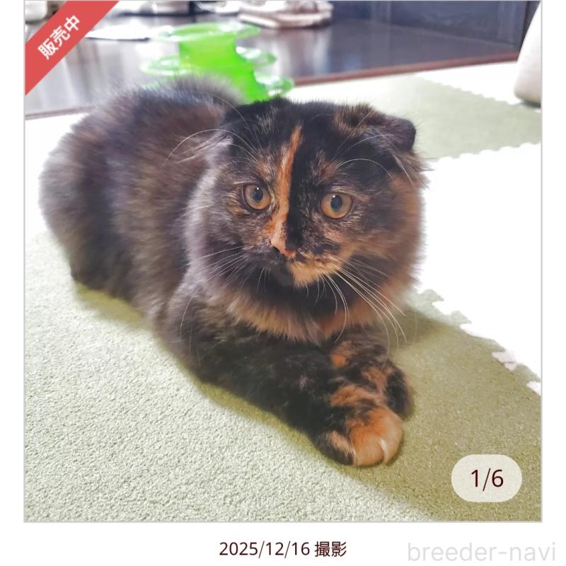 販売中の愛知県のスコティッシュフォールド(折れ耳)-125889