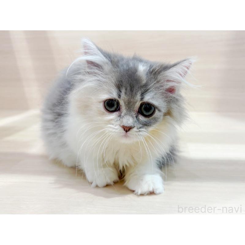 販売中ののサイベリアン-134209