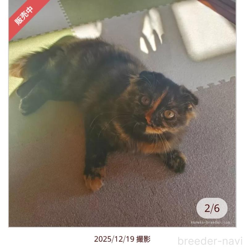 販売中の愛知県のスコティッシュフォールド(折れ耳)-125889の3枚目