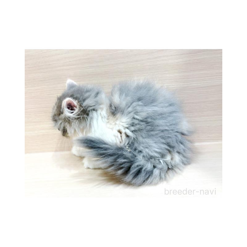 販売中の東京都のサイベリアン-134209の5枚目