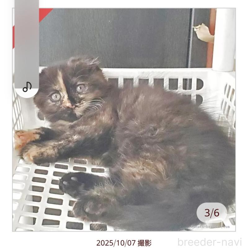 販売中の愛知県のスコティッシュフォールド(折れ耳)-125889の2枚目