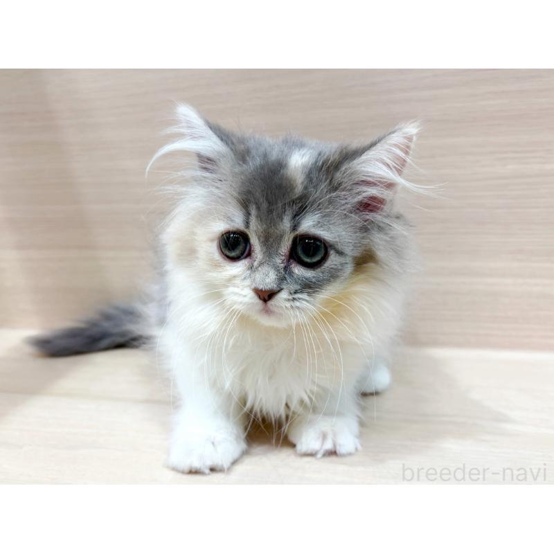 販売中の東京都のサイベリアン-134209の4枚目