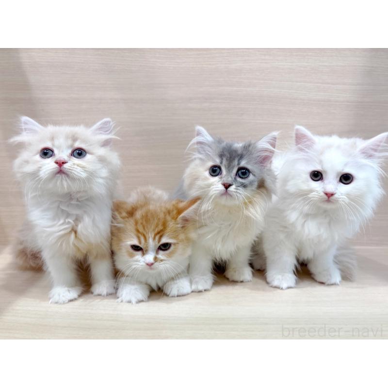 販売中の東京都のサイベリアン-134209の2枚目