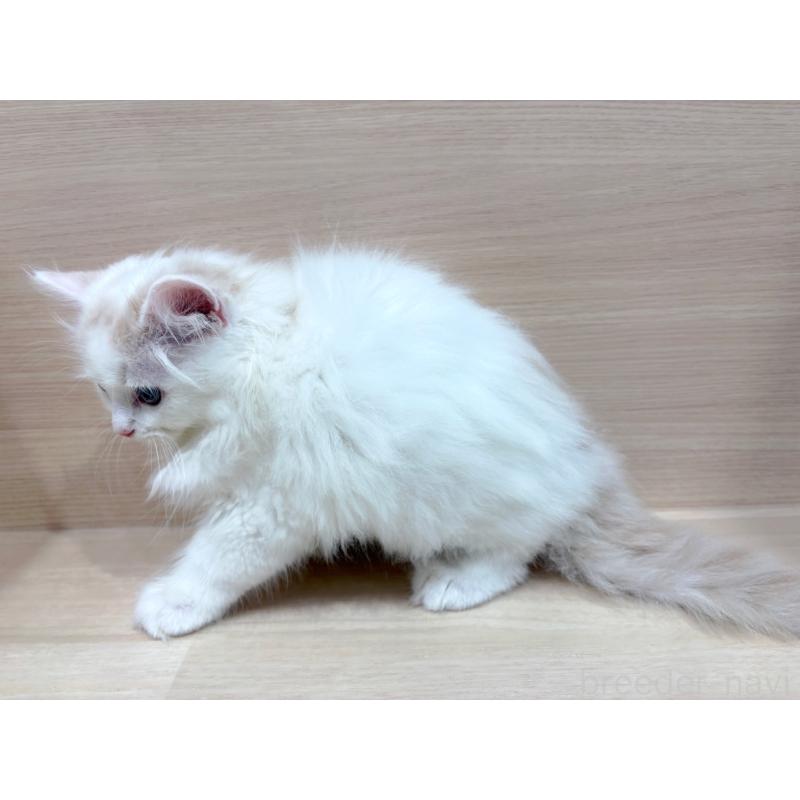 販売中の東京都のサイベリアン-134210の5枚目