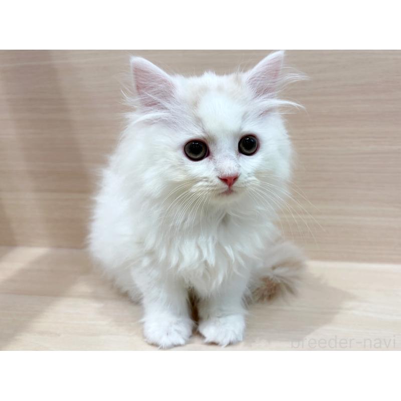 販売中の東京都のサイベリアン-134210の4枚目