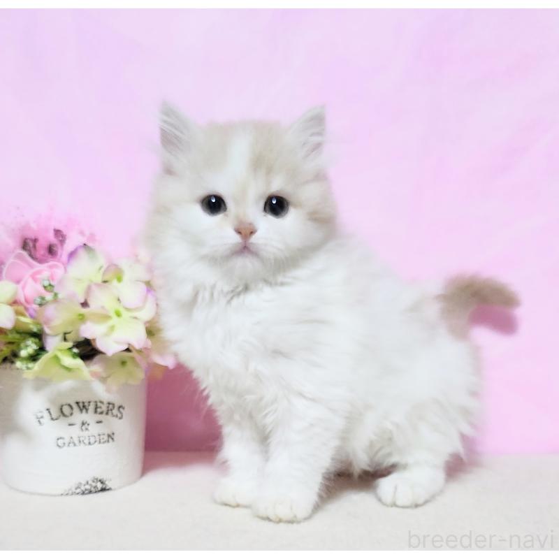 成約済の群馬県のミヌエット-132898の4枚目