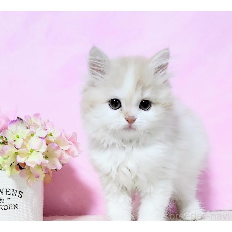 成約済の群馬県のミヌエット-132898の3枚目