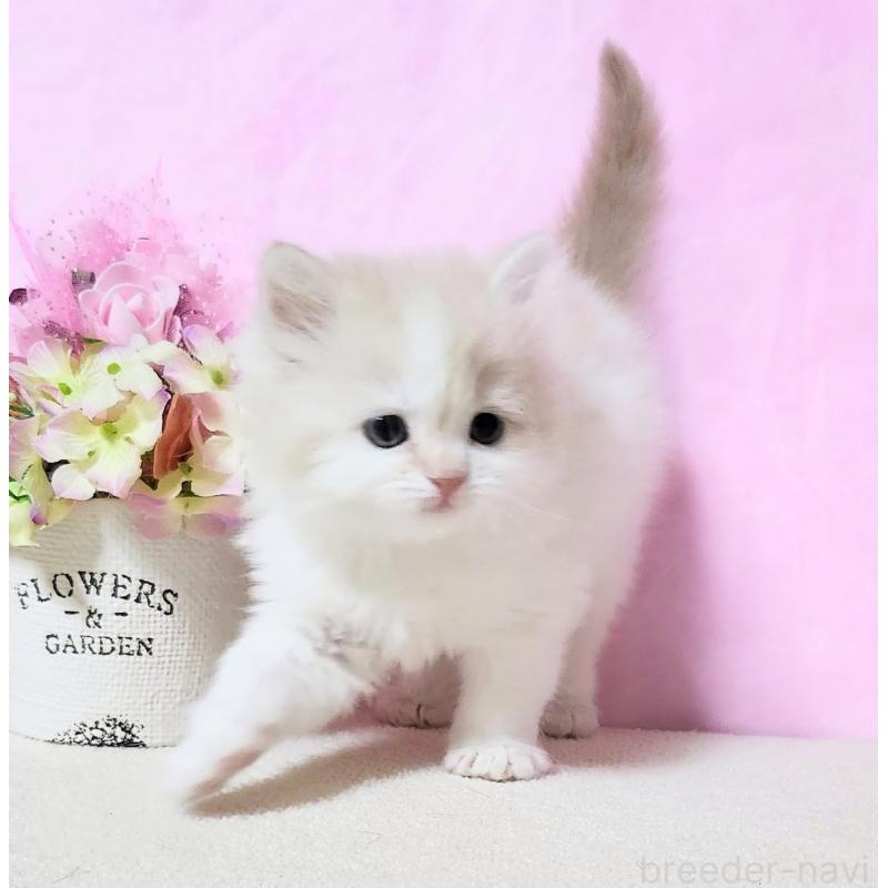 成約済の群馬県のミヌエット-132898の2枚目