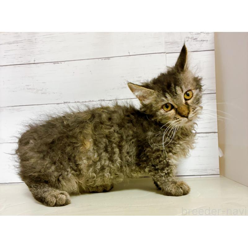 販売中の東京都のスクーカム-129375の4枚目