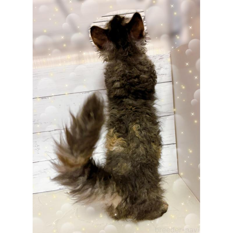 販売中の東京都のスクーカム-129375の3枚目