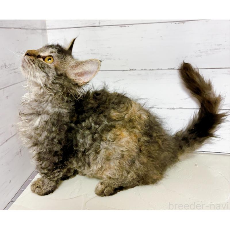 販売中の東京都のスクーカム-129375の2枚目