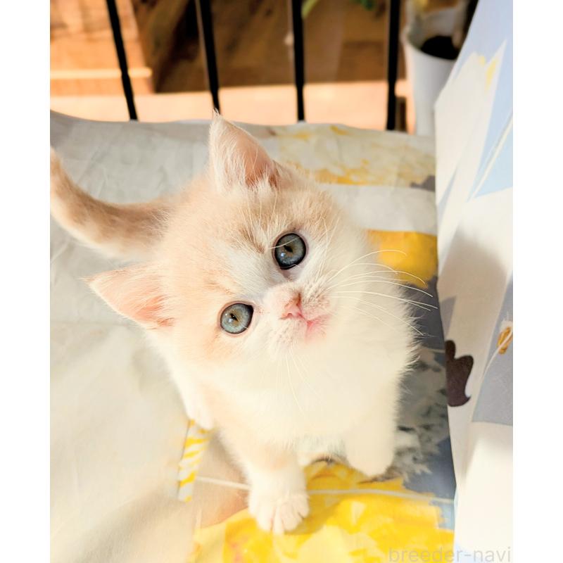 成約済の埼玉県のミヌエット-134211の5枚目