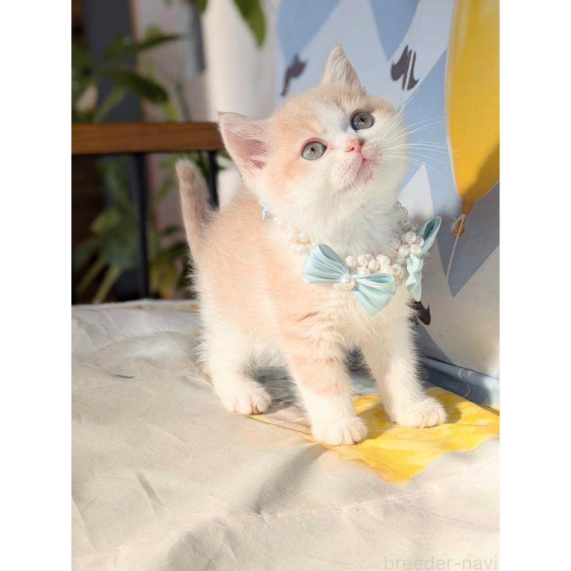 成約済の埼玉県のミヌエット-134211の3枚目