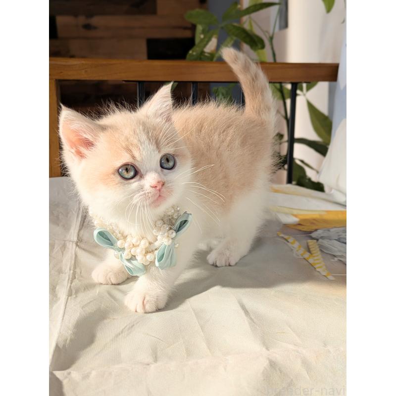 成約済の埼玉県のミヌエット-134211の2枚目