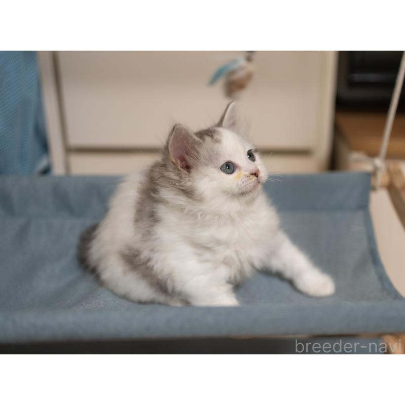 成約済の大阪府のサイベリアン-132380の11枚目