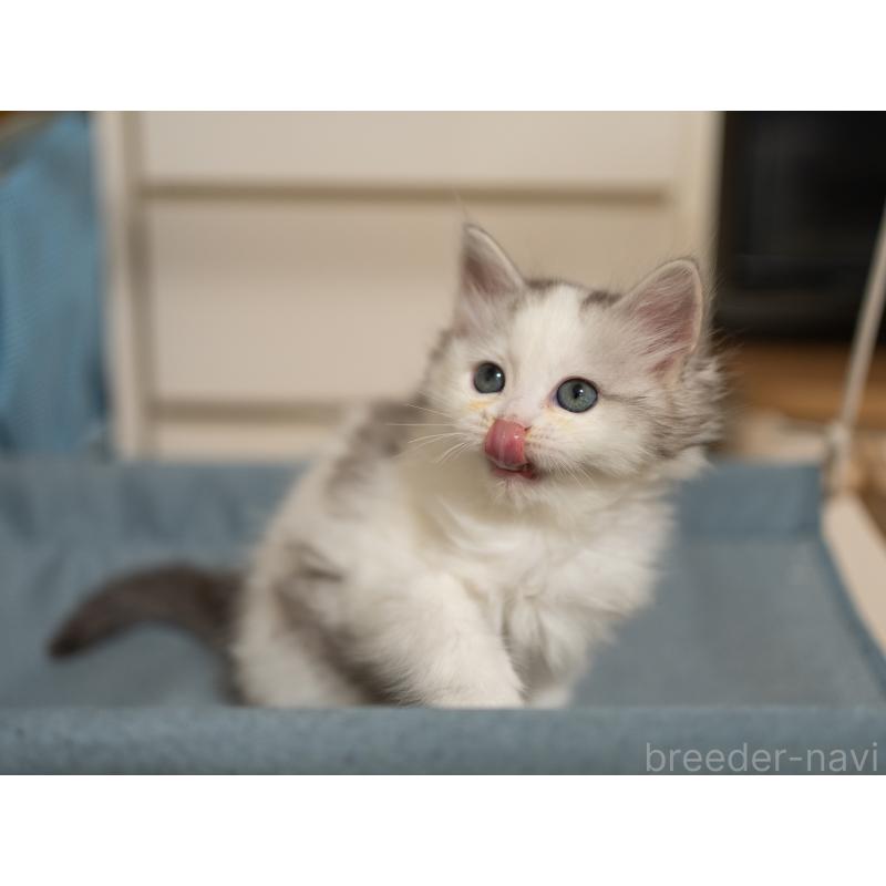 成約済の大阪府のサイベリアン-132380の10枚目